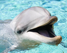 Load image into Gallery viewer, 5d Hotsale Diamond Painting Kit - DIY Custom Kits 112