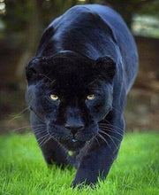 Load image into Gallery viewer, 5d Hotsale Diamond Painting Kit - DIY Custom Kits 200