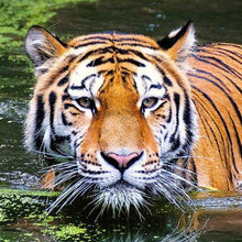 Load image into Gallery viewer, 5d Hotsale Diamond Painting Kit - DIY Custom Kits 24