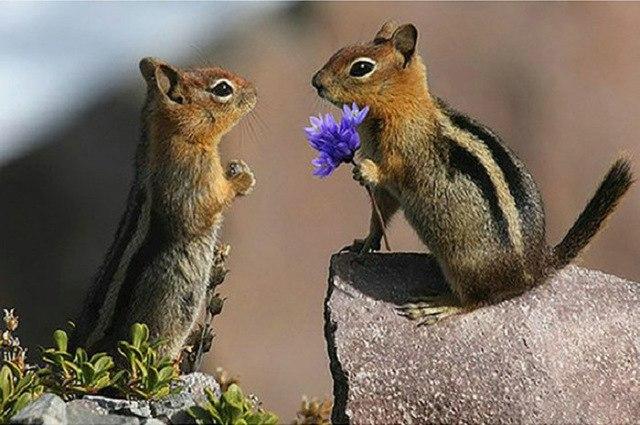 Chipmunk Love Diamond Painting Kit - DIY