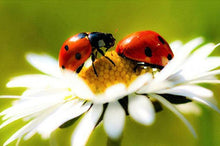 Load image into Gallery viewer, Cute Ladybugs Diamond Painting Kit - DIY

