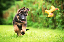 Load image into Gallery viewer, German Shepherd Puppy Diamond Painting Kit - DIY
