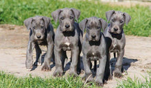 Load image into Gallery viewer, Great Dane Puppy Diamond Painting Kit - DIY
