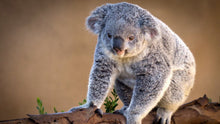 Load image into Gallery viewer, Koala In The Tree Diamond Painting Kit - DIY
