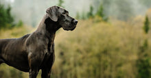 Load image into Gallery viewer, Great Dane See Diamond Painting Kit - DIY

