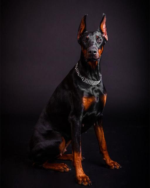 Doberman Photo Diamond Painting Kit - DIY