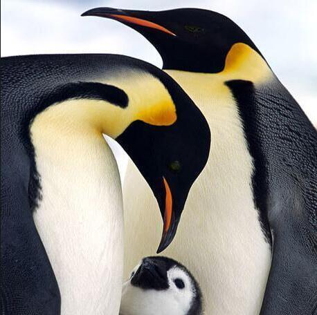Family Of Penguins Diamond Painting Kit - DIY