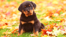 Load image into Gallery viewer, Rottweiler Puppy Lover Diamond Painting Kit - DIY
